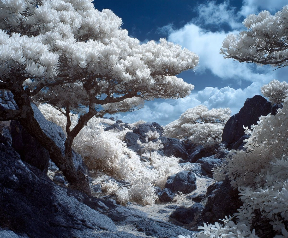 红外胶片模拟（Infrared Film Simulation）